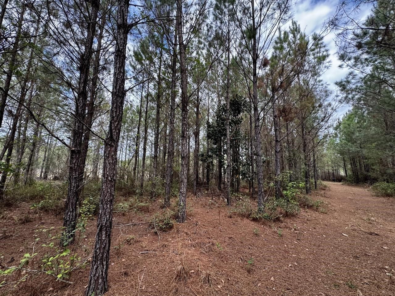 Vacant SW Captain Brown Road , Madison, FL 32340 Photo