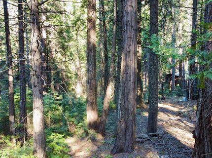 184 Creekside Dr, Camp Connell, CA 95223 Photo