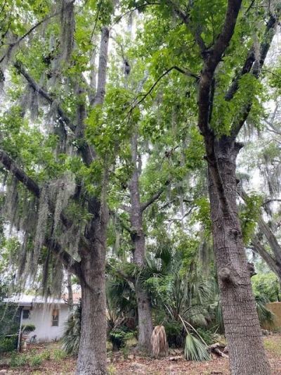 6442 Treehaven Drive , Spring Hill, FL 34606 Photo