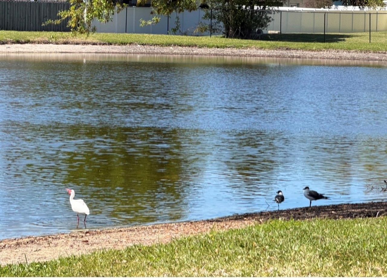 3815 N Oak Drive, Unit G71, Tampa, FL 33611 Photo