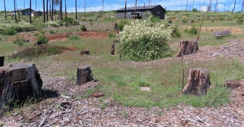 7130 Winding Way, Grizzly Flats, CA 95636 Photo