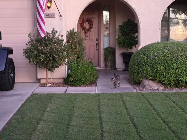 4657 E CABRILLO Drive, Gilbert, AZ 85297