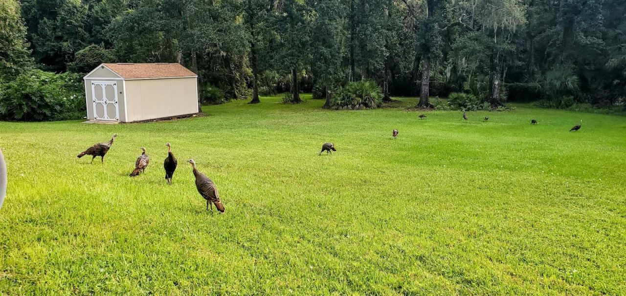 7517 Jomel Drive, Weeki Wachee, FL 34607 Photo