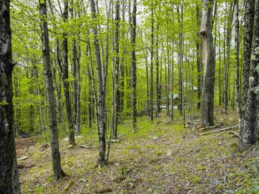 99 Fern Lane, Davis, WV 26260