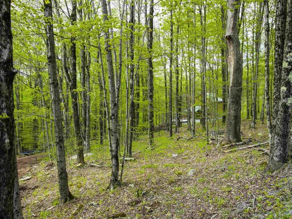 99 Fern Lane, Davis, WV 26260