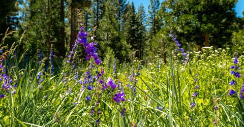 2081 Tahoe Mountain Road, South Lake Tahoe, CA 96150 Photo