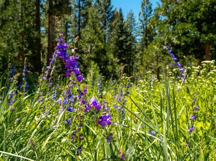 2081 Tahoe Mountain Road, South Lake Tahoe, CA 96150 Photo