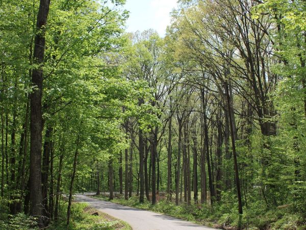 Tract 4: 0 N County Road 555 E, Butlerville, IN 47265