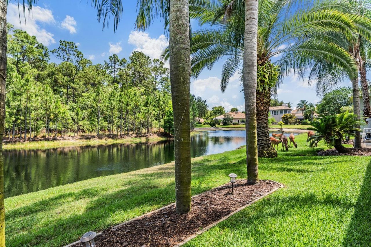 4561 Roanoak Way, Palm Harbor, FL 34685 Photo