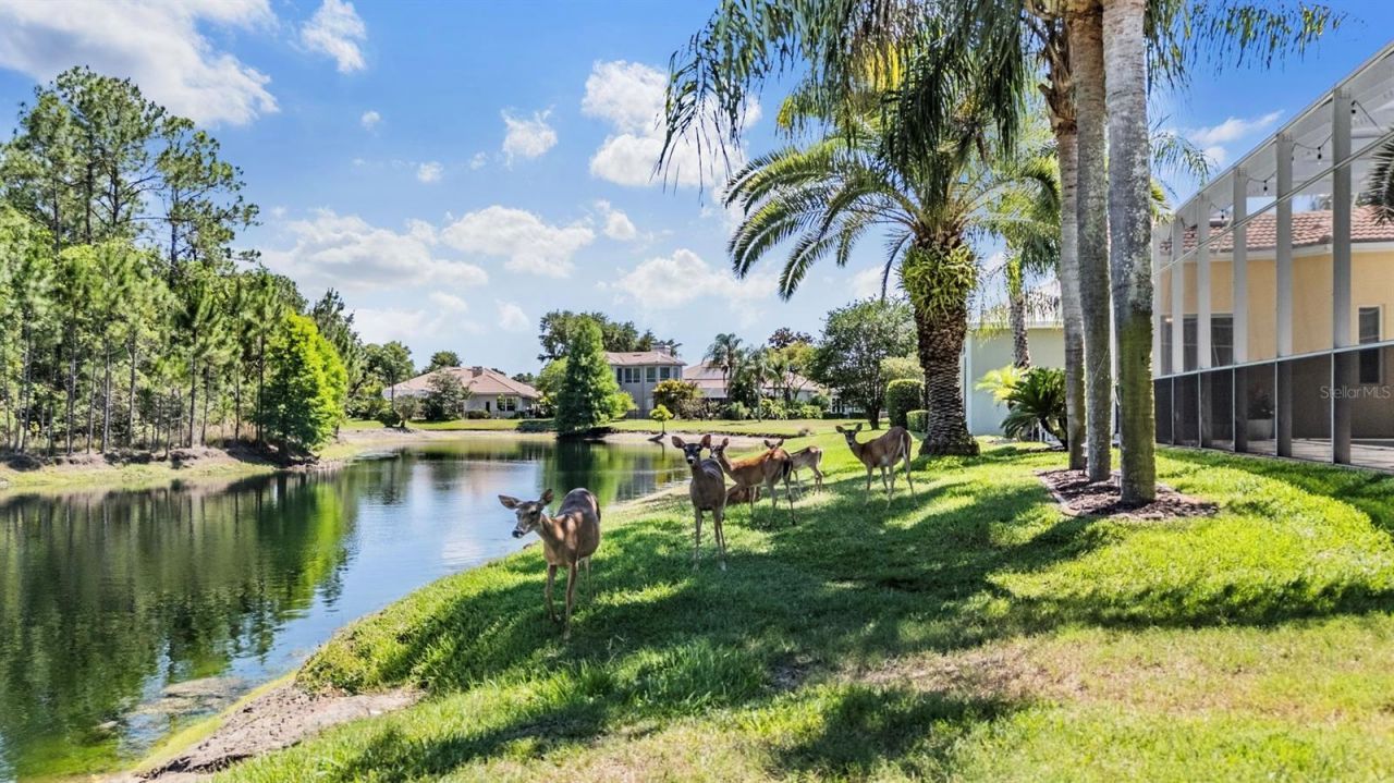 4561 Roanoak Way, Palm Harbor, FL 34685 Photo