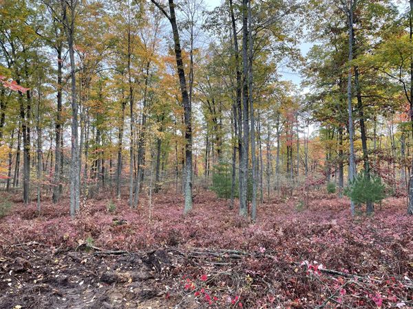 Par D N Cut Road, Roscommon, MI 48653