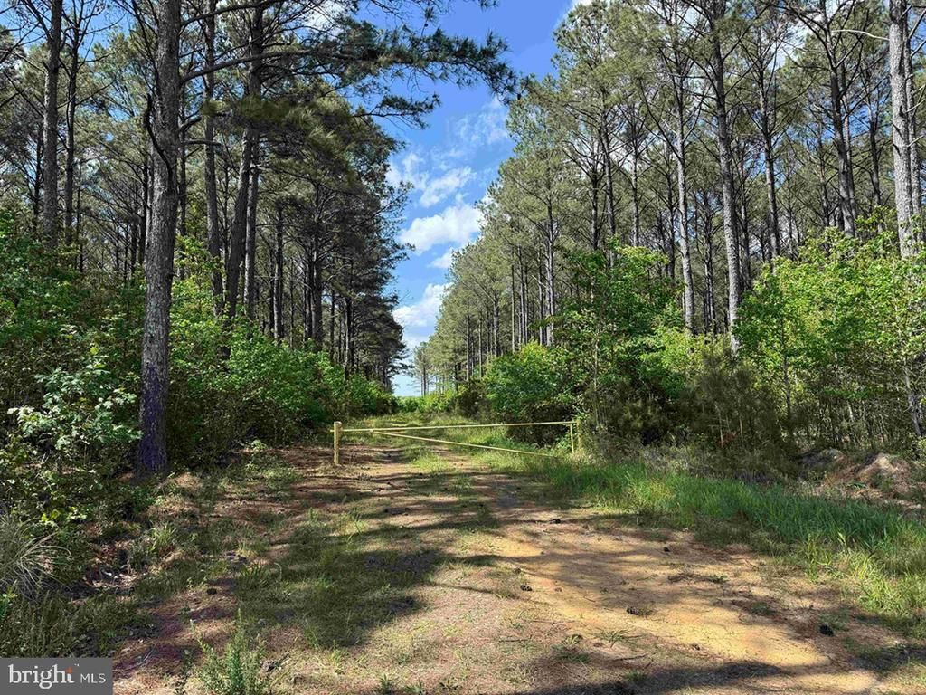 Taylors Mill Road (tract: Azalea Comp 18-2), Emporia, VA 23847 Main Photo