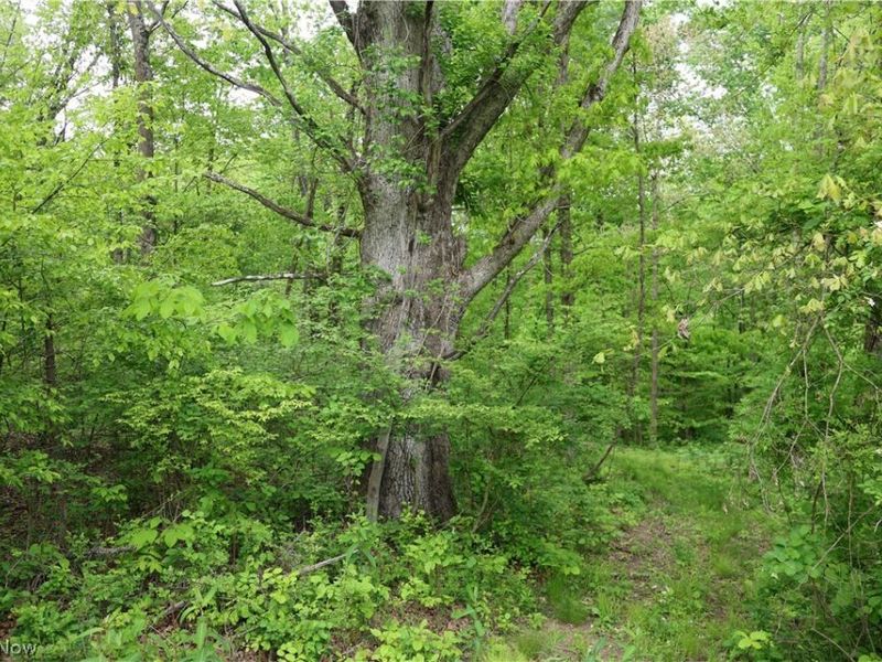 61342 High Hill Road, Cambridge, OH 43725 Photo 28