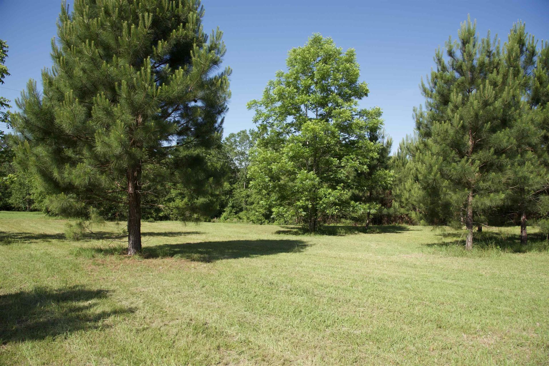Solomon Dairy Road , Quincy, FL 32352 Photo