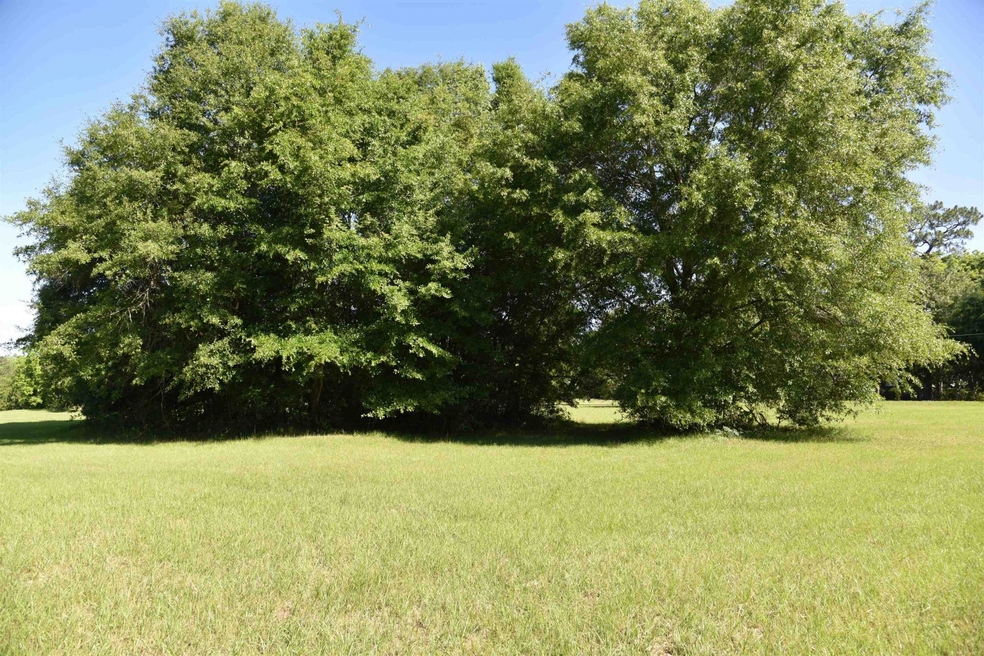 Solomon Dairy Road , Quincy, FL 32352 Photo