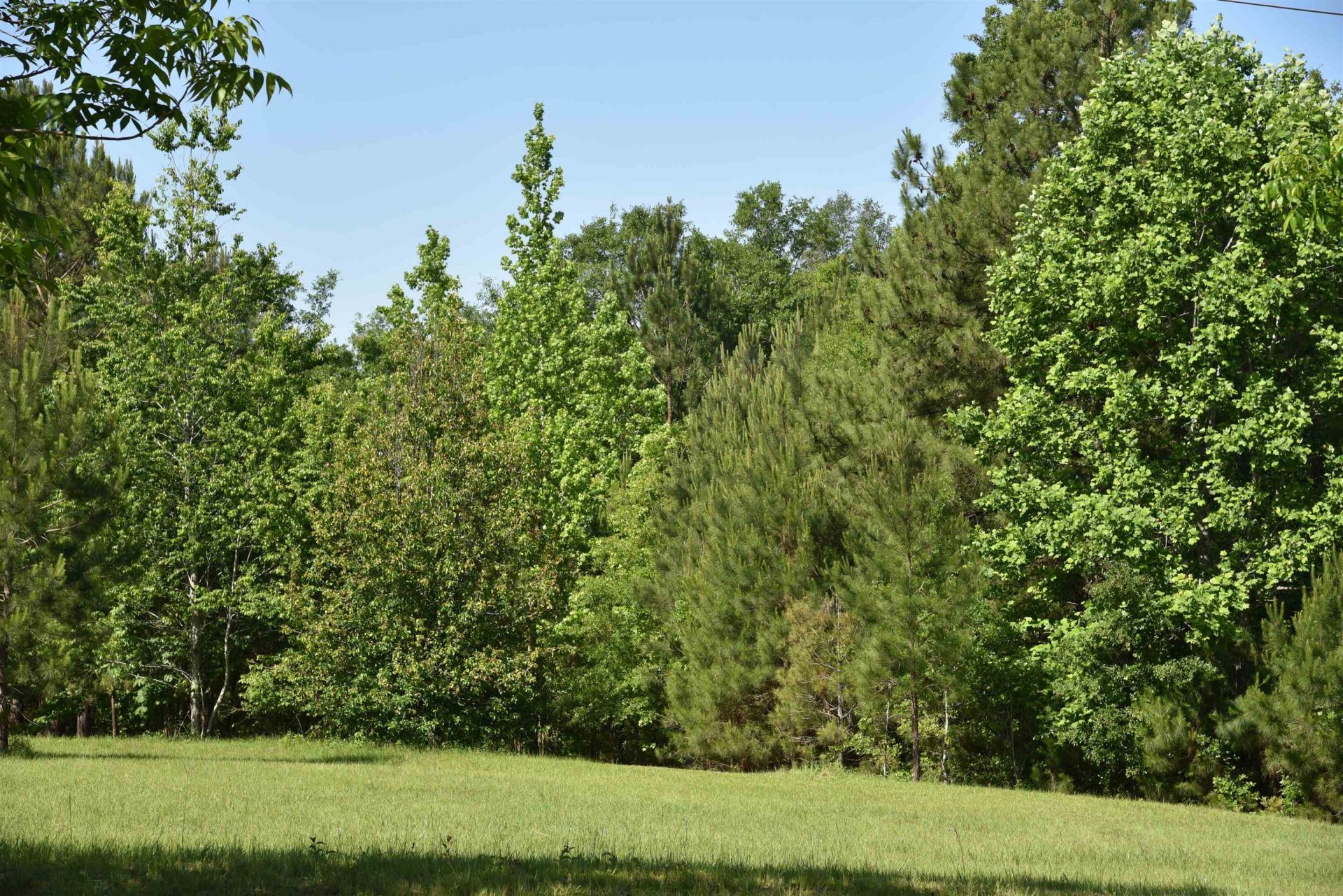 Solomon Dairy Road, Quincy, FL 32352 Photo