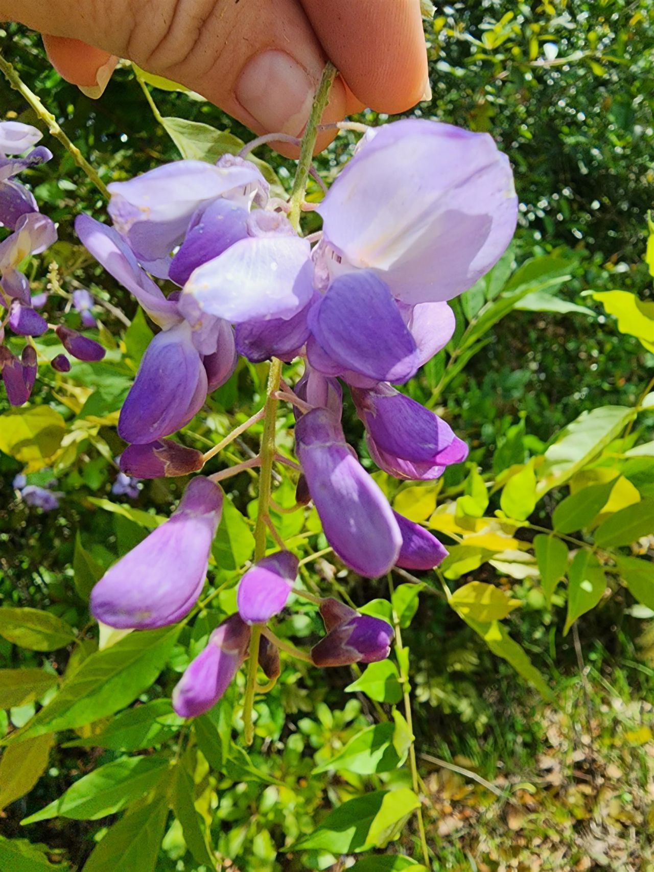 Solomon Dairy Road , Quincy, FL 32352 Photo