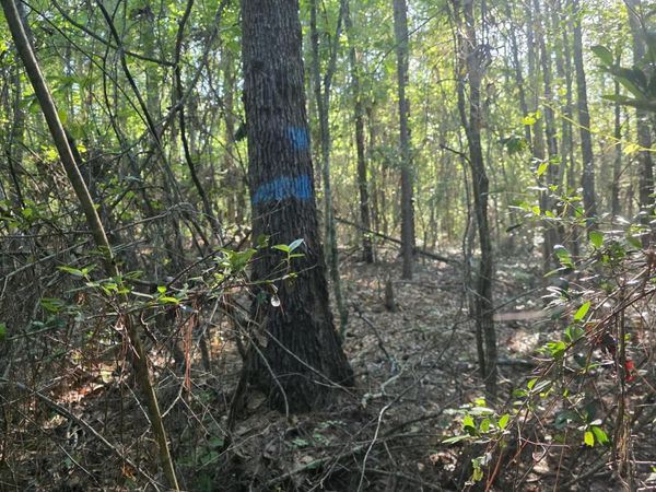 Hamilton Road, Prentiss, MS 39474