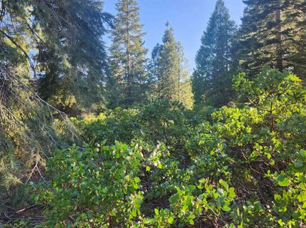 417 Dinsmore Drive, Lake Almanor, CA 96137 Photo