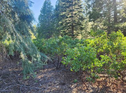 417 Dinsmore Drive, Lake Almanor, CA 96137 Photo