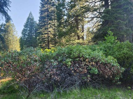 417 Dinsmore Drive, Lake Almanor, CA 96137 Photo