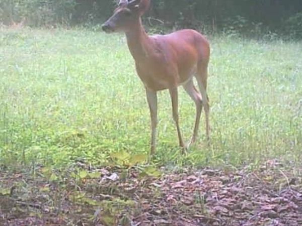 8526 Crawley Hill Rd, Mount Pleasant, TN 38474