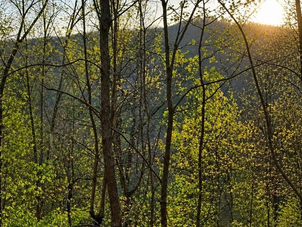 Lot 5 The Heights, Cherry Log, GA 30522