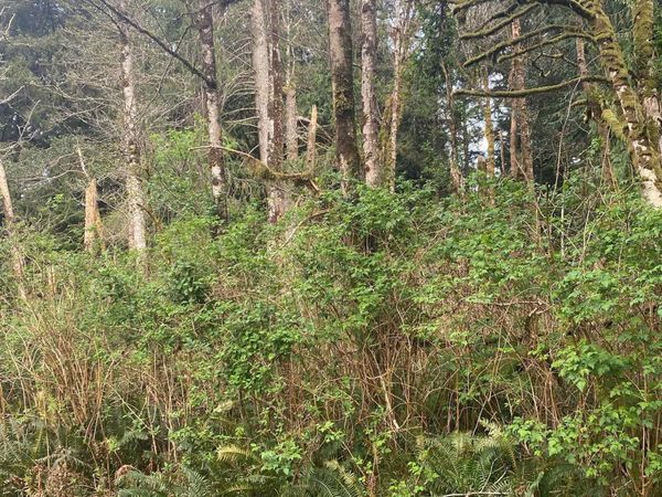 TL 1000 SE 54th Dr, Lincoln City, OR 97367