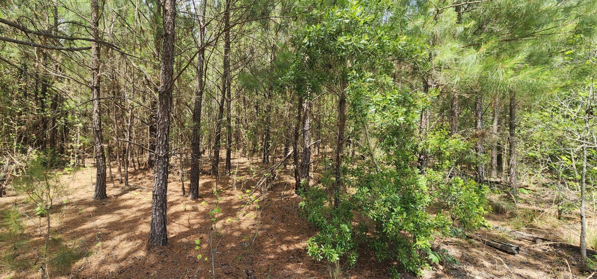 1 Lost Horn Road Photo 8