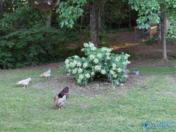 1121 County Road 70, Fyffe, AL 35971