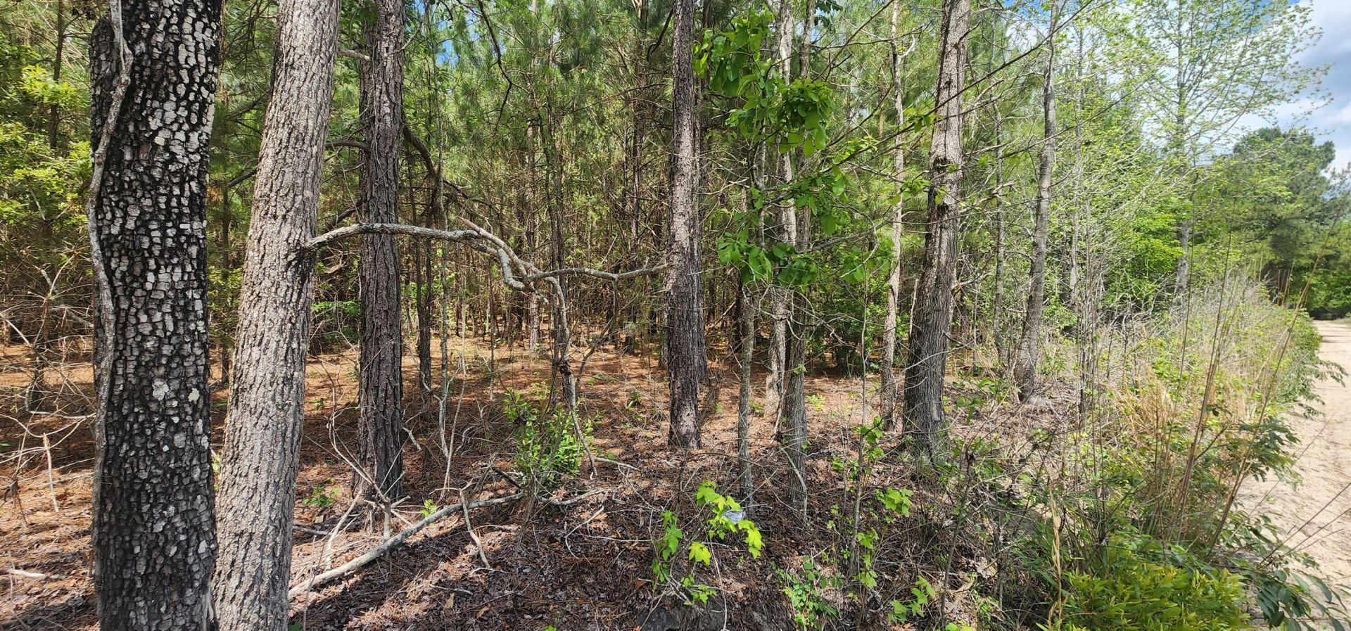 1 Lost Horn Road  Photo 7