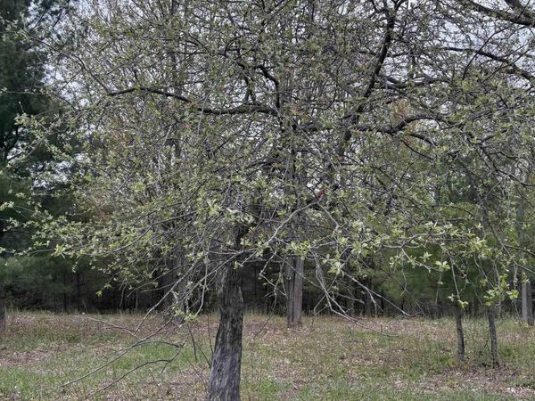 Shanty Creek Road, Bellaire, MI 49615
