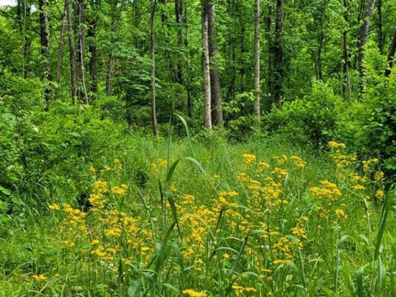 20.6 Ac Buckler Rd, Monroe Township, OH 45157 Photo 9