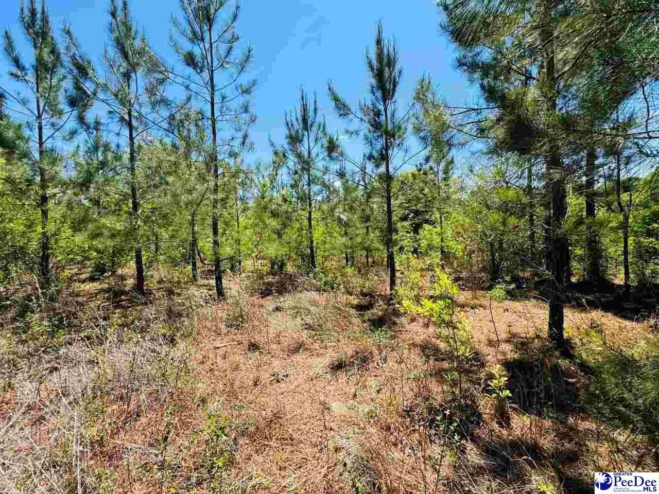 231 Jc Barefoot Rd Photo 16
