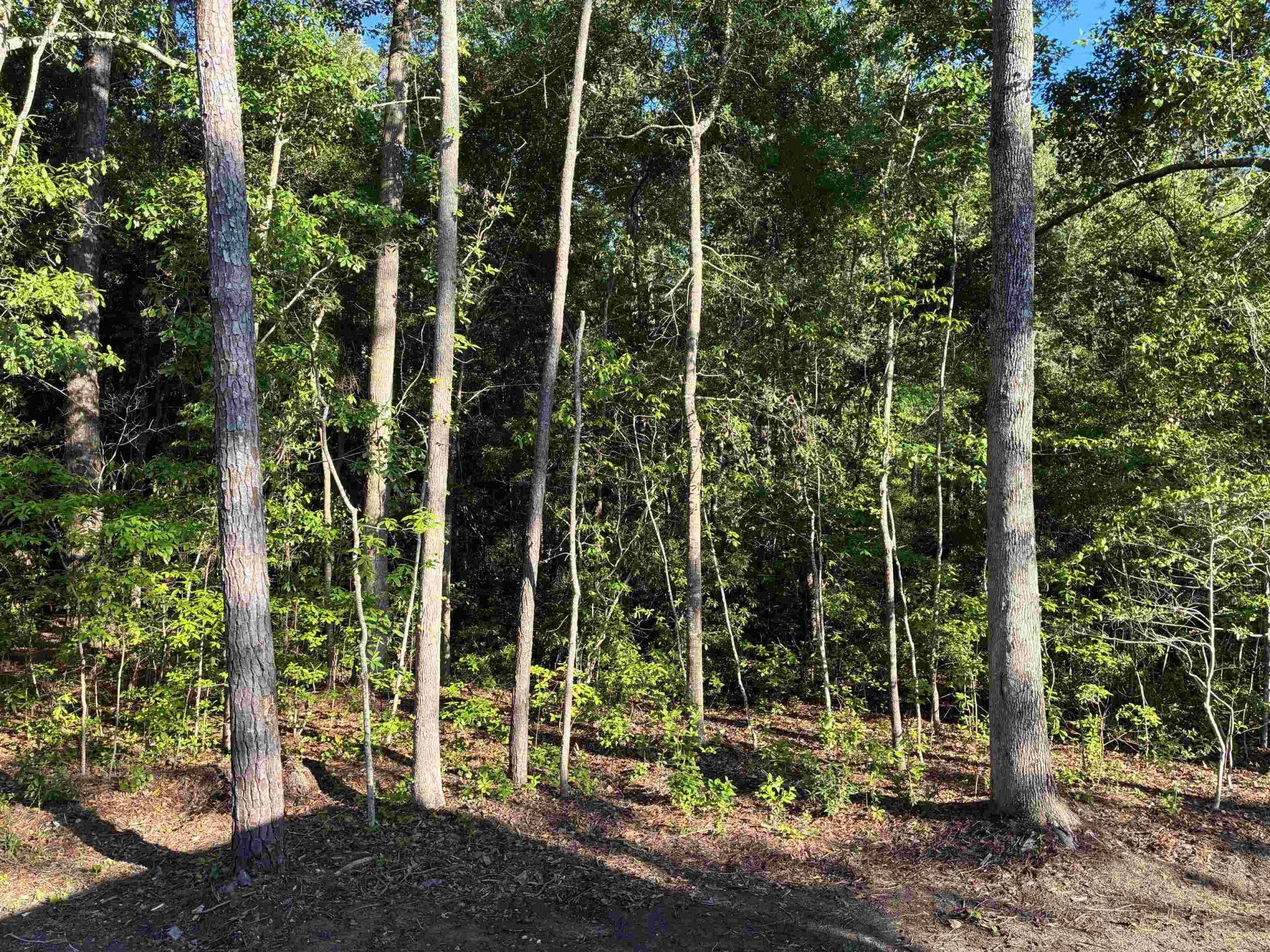 2252 Starduster Ln.  Photo 14
