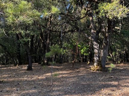 14577 Andrews, Pine Grove, CA 95665 Photo