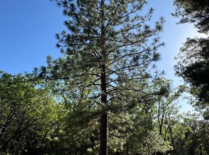 14577 Andrews, Pine Grove, CA 95665 Photo