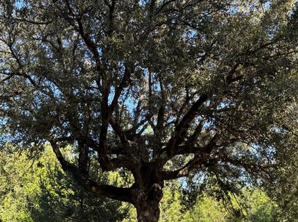 14577 Andrews, Pine Grove, CA 95665 Photo