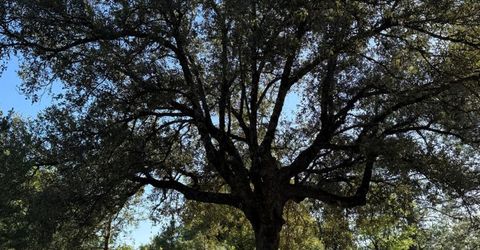 14577 Andrews, Pine Grove, CA 95665 Photo