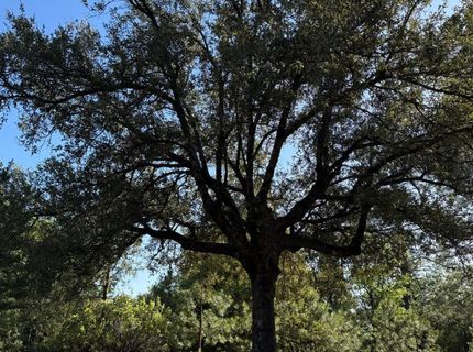 14577 Andrews, Pine Grove, CA 95665 Photo