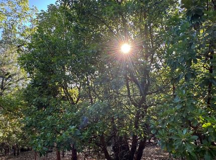 14577 Andrews, Pine Grove, CA 95665 Photo