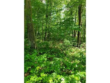 TBD 330th St, Motley, MN 56466