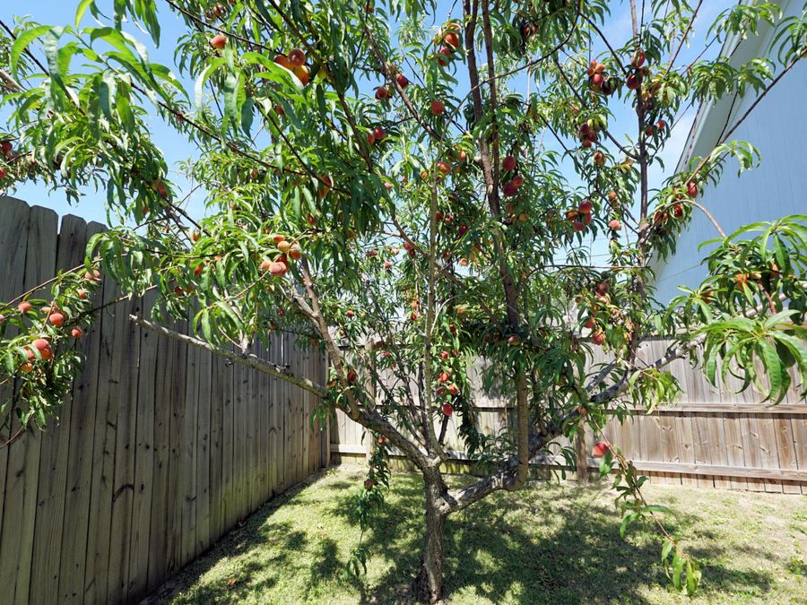 Property Image 54