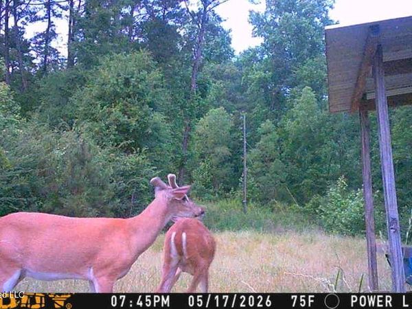 189 Co Rd 2337 , Bay Springs, MS 39422