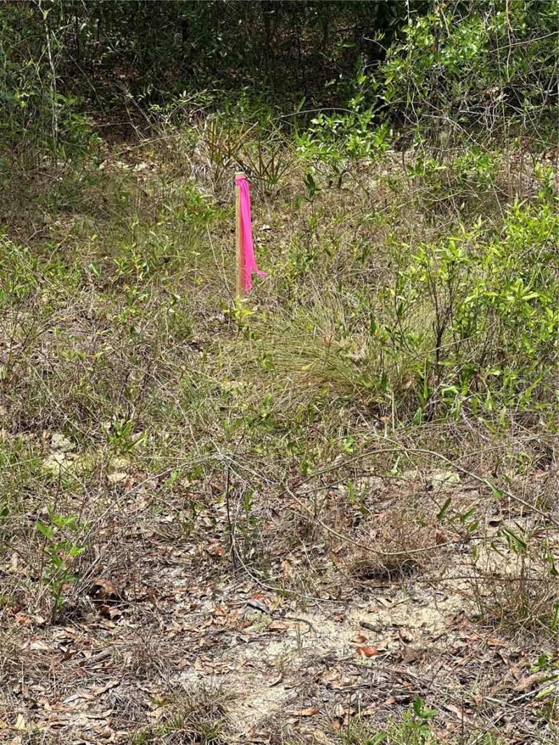 Ne 112th Court , Archer, FL 32618 Photo