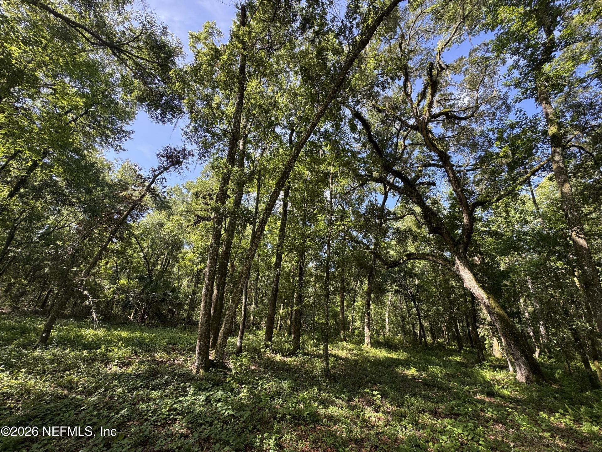 241 Indian Lakes Forest Road, Florahome, FL 32140 Photo