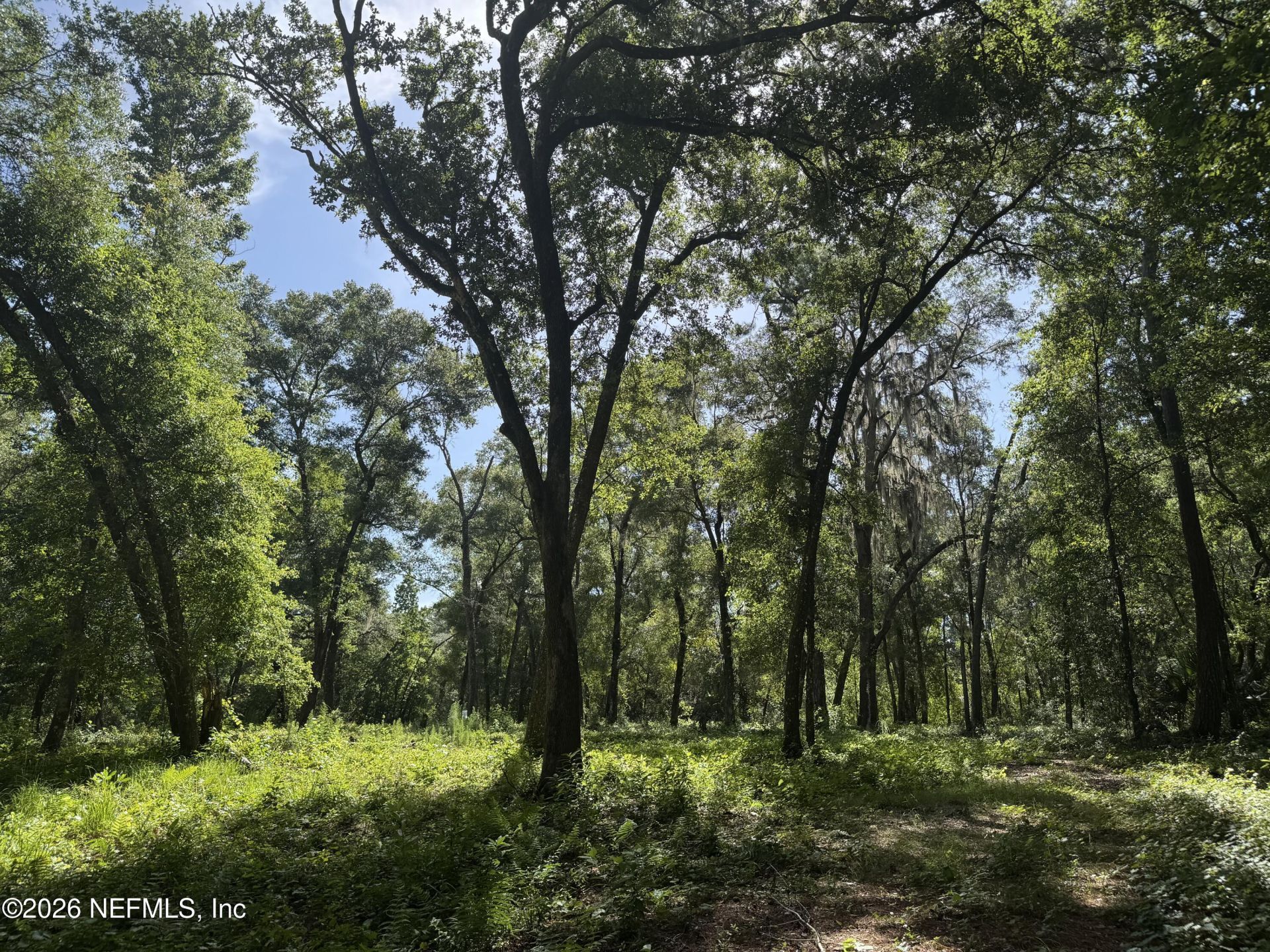 241 Indian Lakes Forest Road, Florahome, FL 32140 Photo