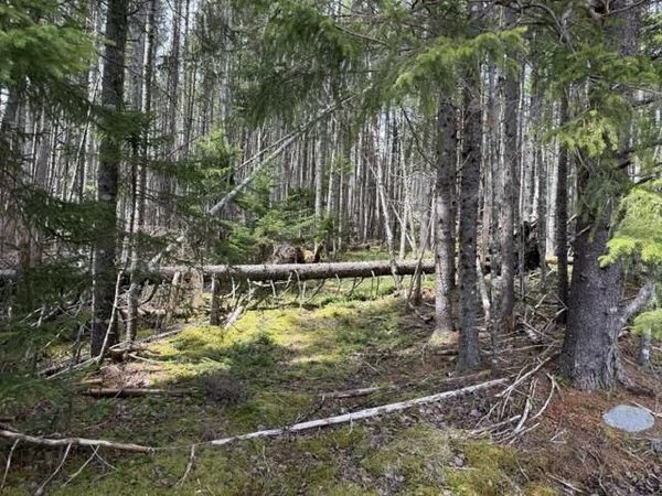Lot 6 Holmes Bay Farms Road , Whiting, ME 04691