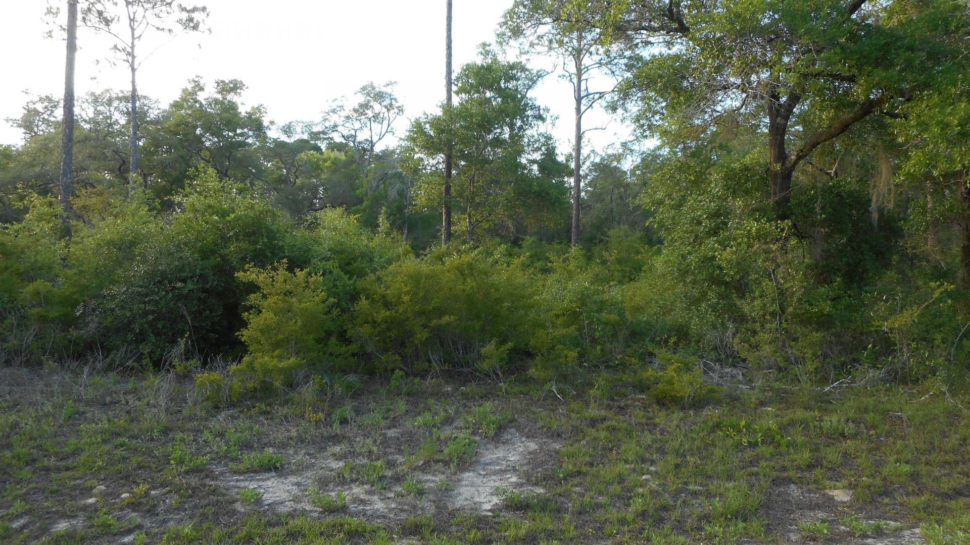 Lot 26 Pelican Way , Ochlockonee Bay, FL 32346 Photo