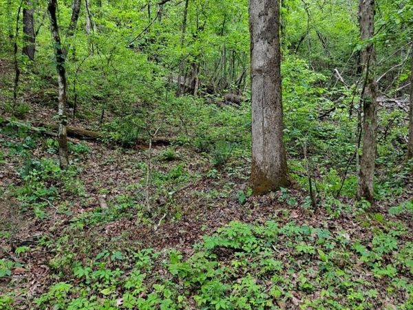0 Childers Creek , Reliance, TN 37369